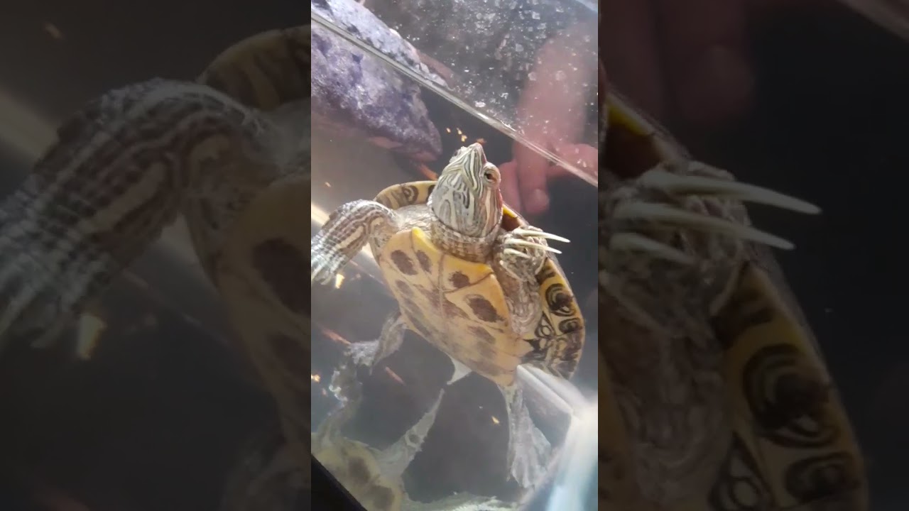 YO TURTLE TUESDAY LOL 😆