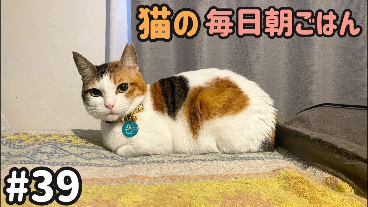 猫の毎日朝ごはん生配信！【#39】 2026.3.9