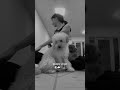 Puppy yoga 🧘🏻‍♀️, йога с щенятами🤍, как я пошла на йогу с собачками 🥹🐶