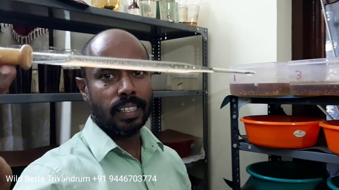 #artemia #mackay hatching & feeding 100% result.