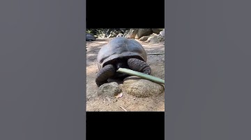 TOP 3 loại rùa to nhất thế giới ( phần 3) #tranhuyfamilytv #tortoise #viral #shorts