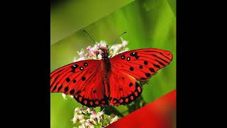 Chill Instrumental Music - Butterfly GIFs to Help You to Study, Relax, And Meditate.