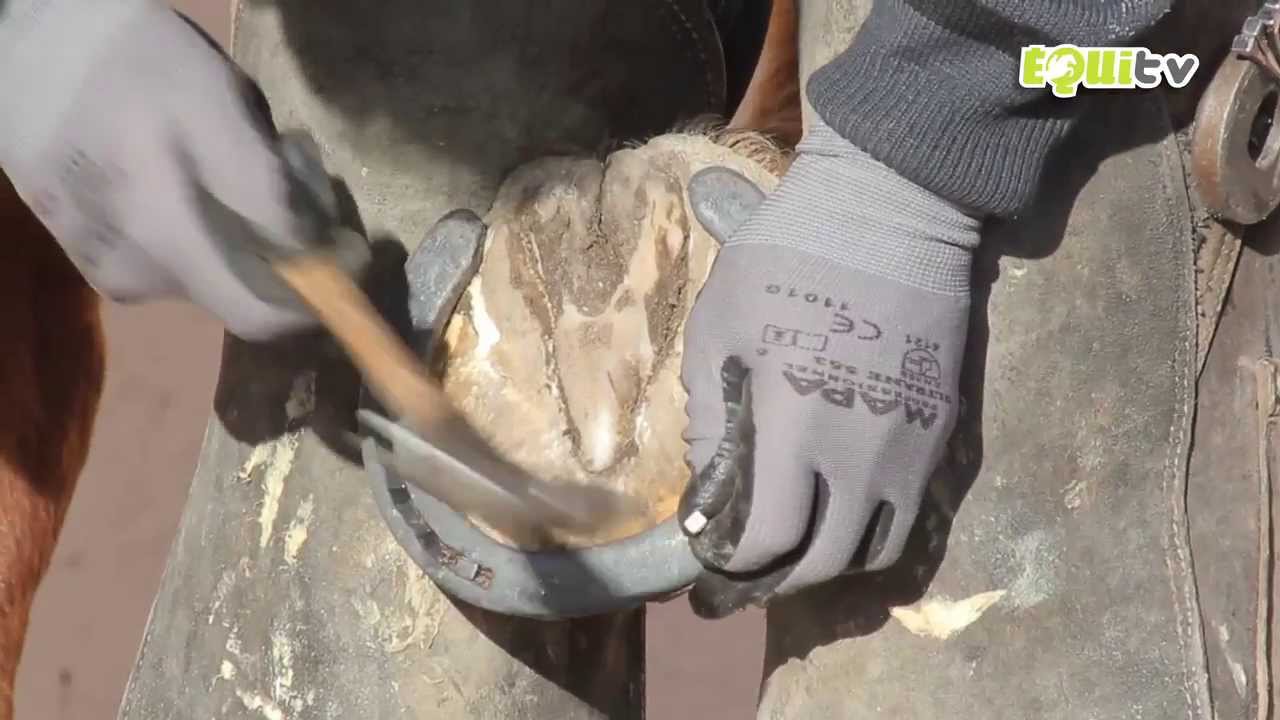 Comment on ferre un cheval ?