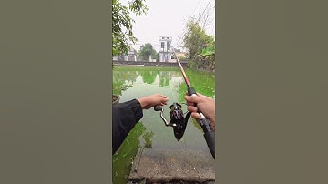 Câu cá trê khủng - P1 #caođàitổng #fishing #caucathugian
