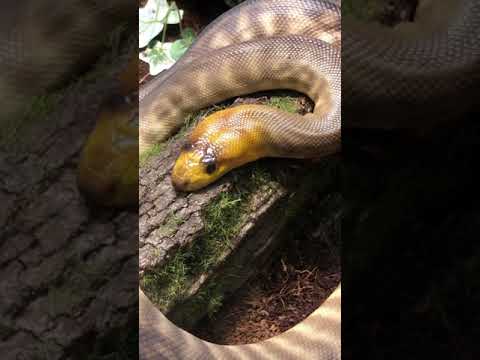 Vídeo: A Islândia é Uma Terra De Alegria E Inspiração