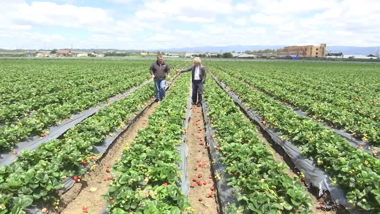 Strawberry fields damaged - YouTube