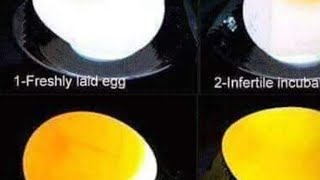 طريقة معرفة البيض المخصب شاهد الفيديو لمعرفة تفاصيل اكثر