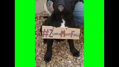 what kind of dog is zuma