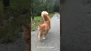 Primus Likes to Explore Nature : Norwegian Forest Cat