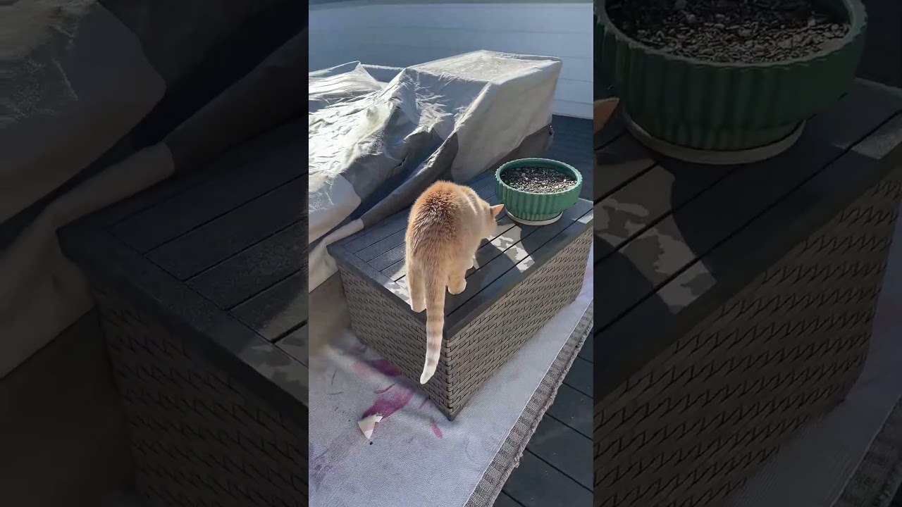 @chelasaurus Милашки субботы 