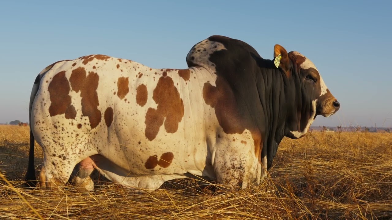 Hotspot Cattle