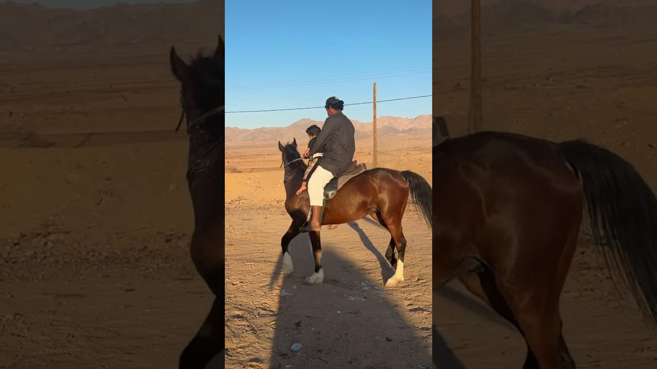 فيصل مع المهره 