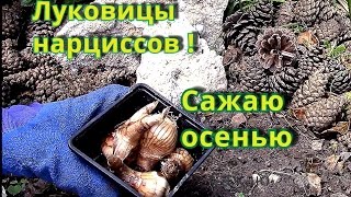 видео Нарциссы – посадка и уход