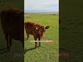 Why Cheese Is Orange