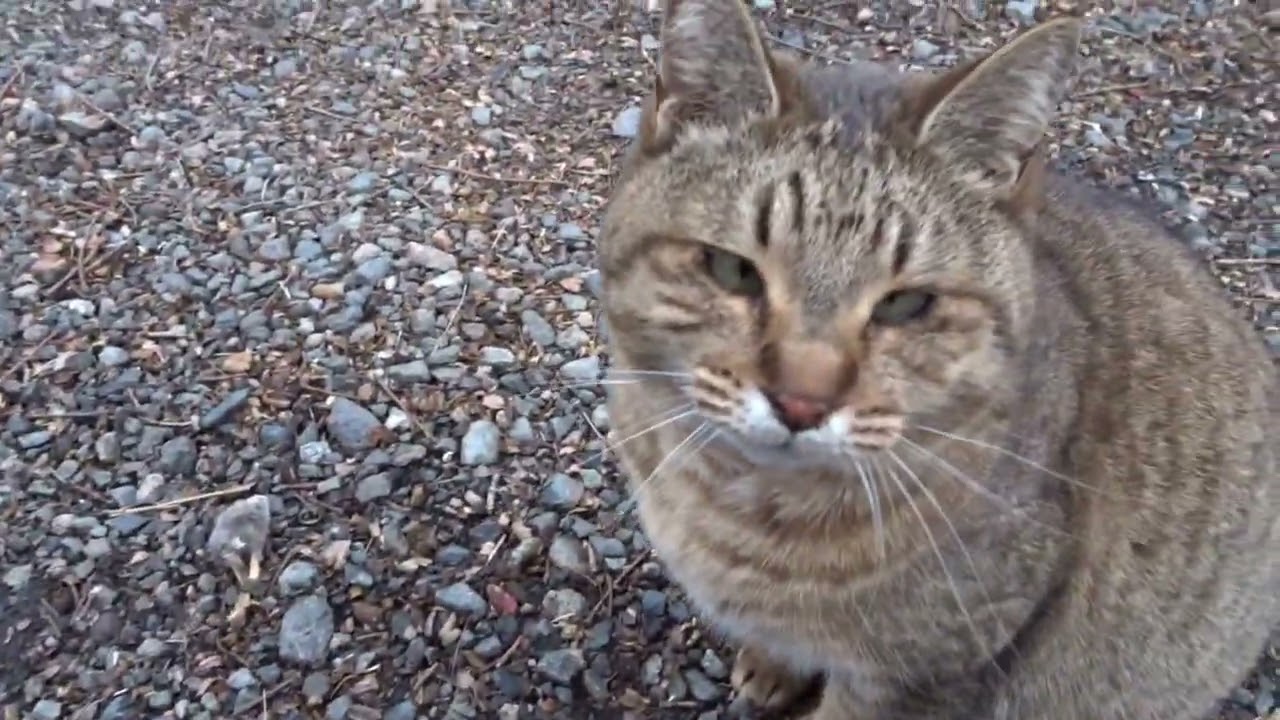 正月2日目のトラちん、ミキチャン、ヤックン