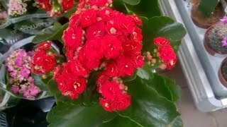 Kalanchoe Kalandiva