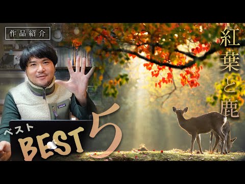 鹿と紅葉　NＴ-79 1991 Kawasaki ZX7 [ECC-133] – EuroClassix