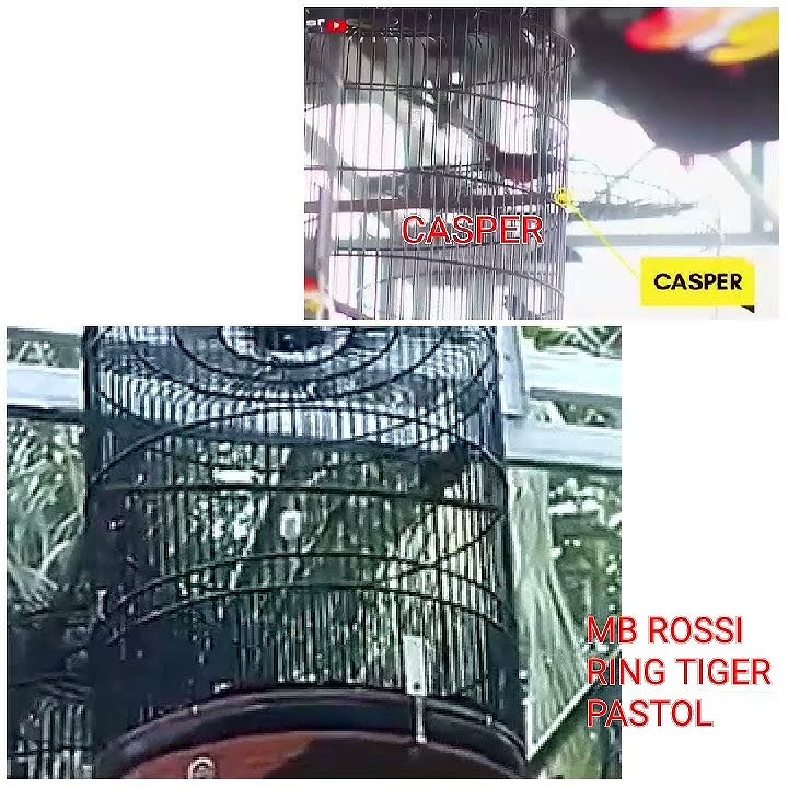 MB ROSSI (PASTOL -RING TIGER) vs CASPER (MURAI JUARA SMM)!!!TIPIKAL MAINNYA ...MIRIP!!!!!!!