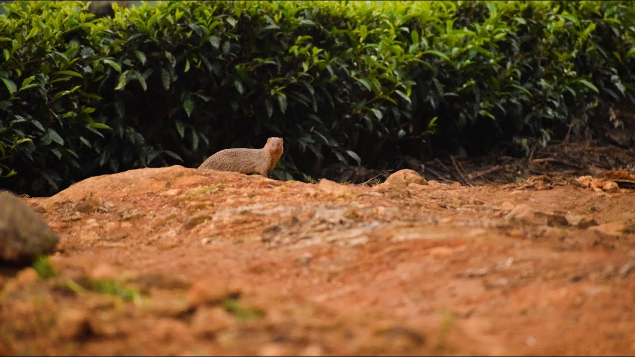 Indian gray mongoose at Nilgiris-@wildlifezone115 - YouTube