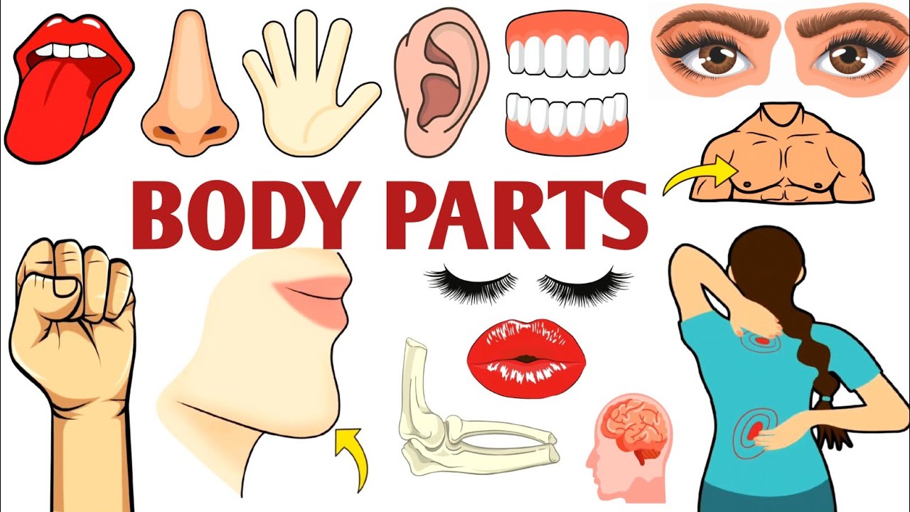 Parts of the Body | Parts of the Body for LKG Kids | Learn Body Parts & Sense Organs | #partsofbody 