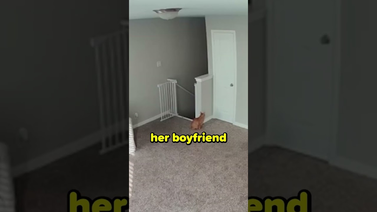 Cat Jump Scares Owner 😂😂