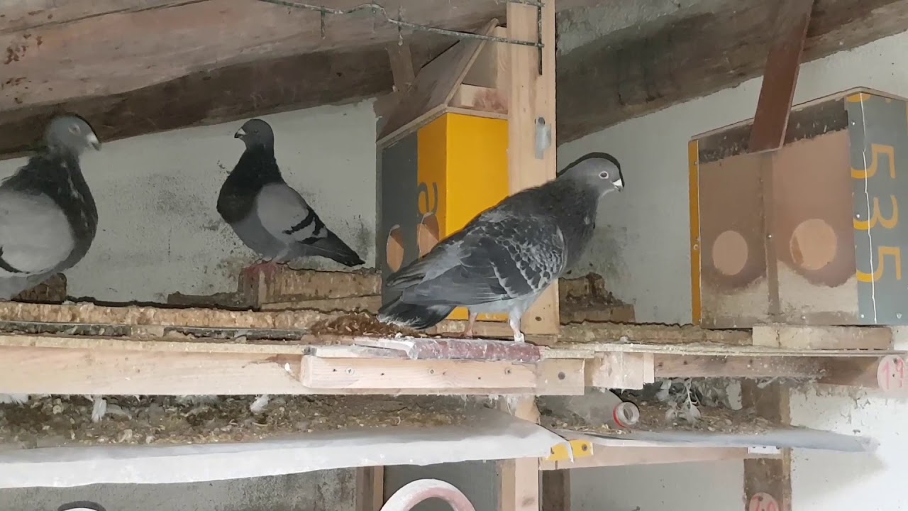 Palomas, cambio de cajones como procede YouTube