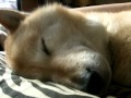 北海道犬　かい!陽だまりの中で♪(Hokkaido Dog) の動画、YouTube動画。