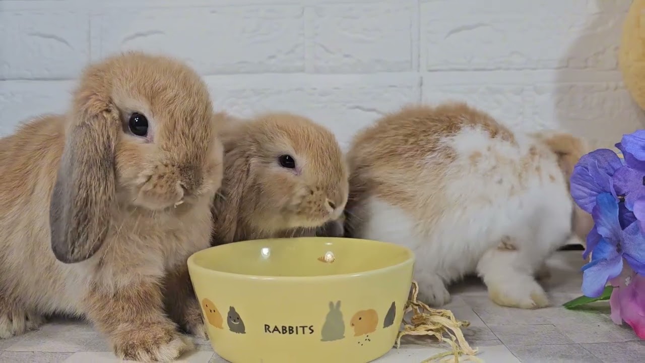 ホーランドロップ3兄妹のもぐもぐタイム【うさぎ専門店monLapin