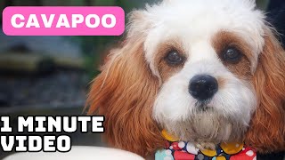 Cavapoo | In 1 Minute