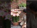 Lily Bulbs -Asiatic - Levi Pink