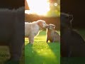赤ちゃんと犬やかわいい動物たちの動画　　#funny #Retriever #baby #husky #Samoyed #Shiba Inu　#baby #capybara