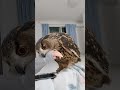 【フクロウ】遊ぼう💓
