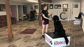 Bronko the Newfoundland puppy week 2