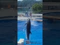 「イルカたちの３連発ダイナミックジャンプ！」　Three dolphin jumps #長崎ちゃんぽん#イルカ