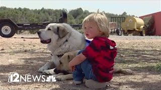 Toddler Who Wandered 7 Miles In The Wilderness Reunited With Dog That Found Him
