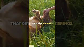 Training Tip For Cocker Spaniels | Part 7