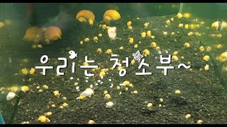 애플스네일로 어항 청소 하기