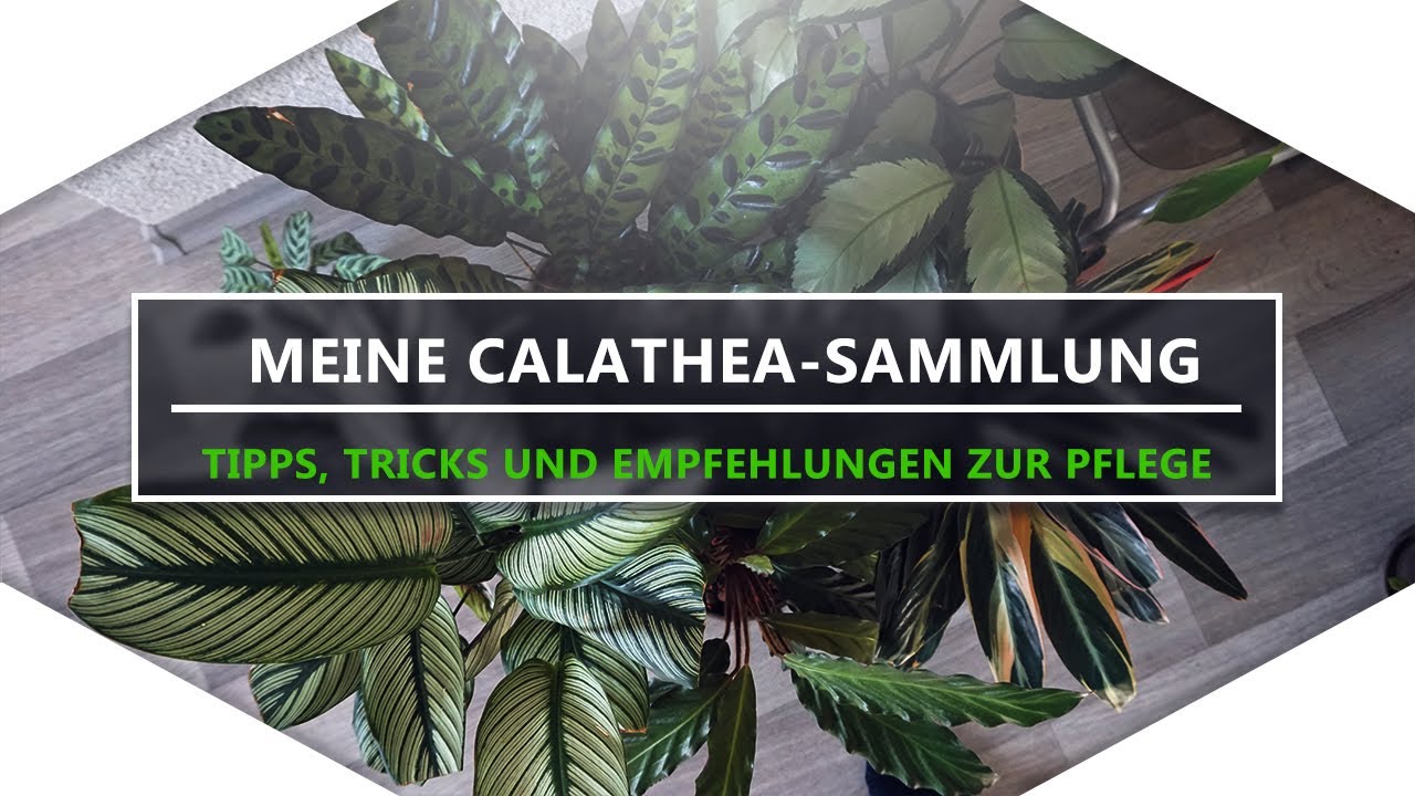 Ich zeige euch meine Calathea- Sammlung | Pflege-Tipps