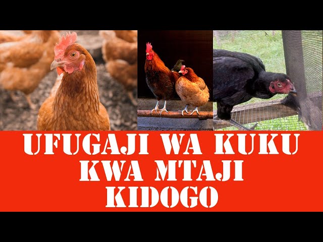 Ufugaji Wa Kuku Kwa MTAJI MDOGO // Shamba Darasa class=