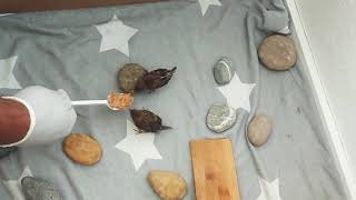 Rescued Baby Sparrows Feeding