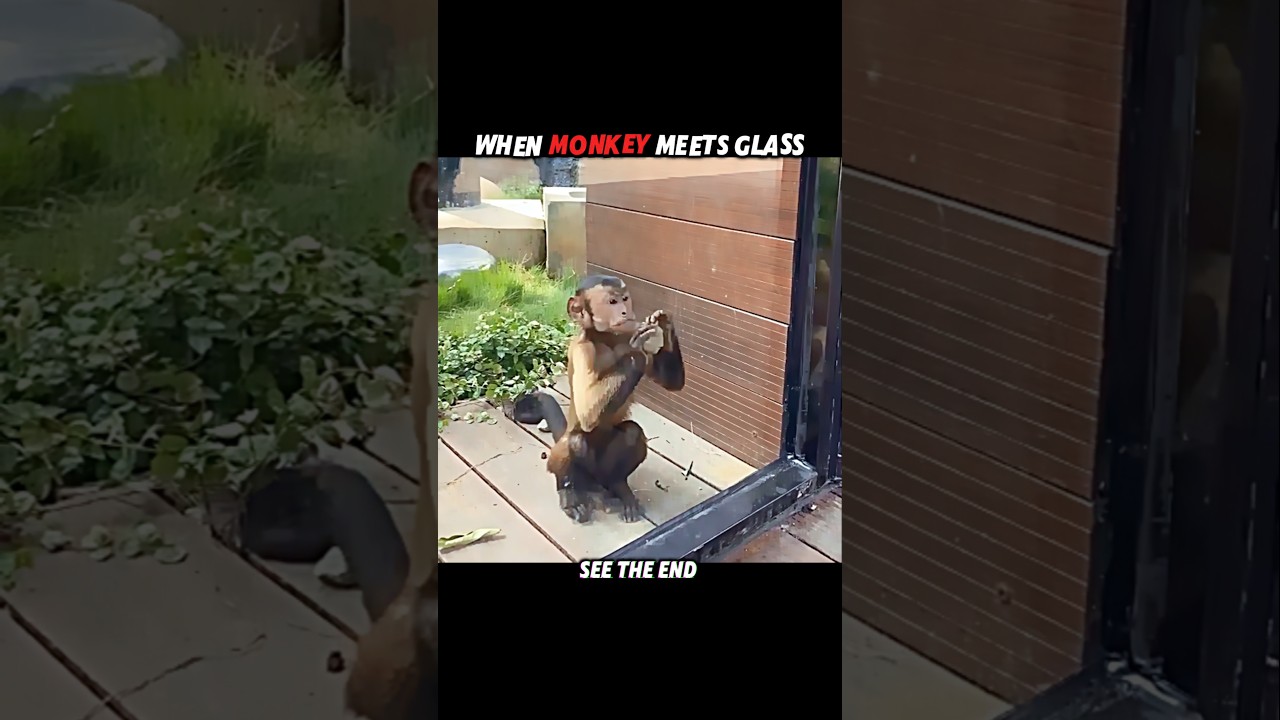 Animals Can’t Break the Glass… Until the Monkey Shows Up! 🐒  