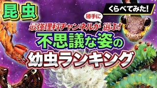 【昆虫ランキング】最も不思議な姿をした幼虫とは…!?