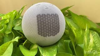 Amazon Alexa Echo Dot - Smoke And Burnt