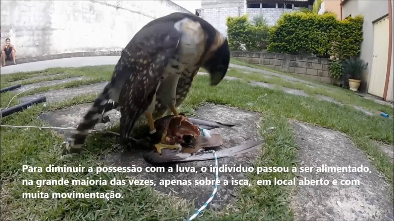Training And Manning Falconhawk Clock Micrastur Semitorquatus In Falconry