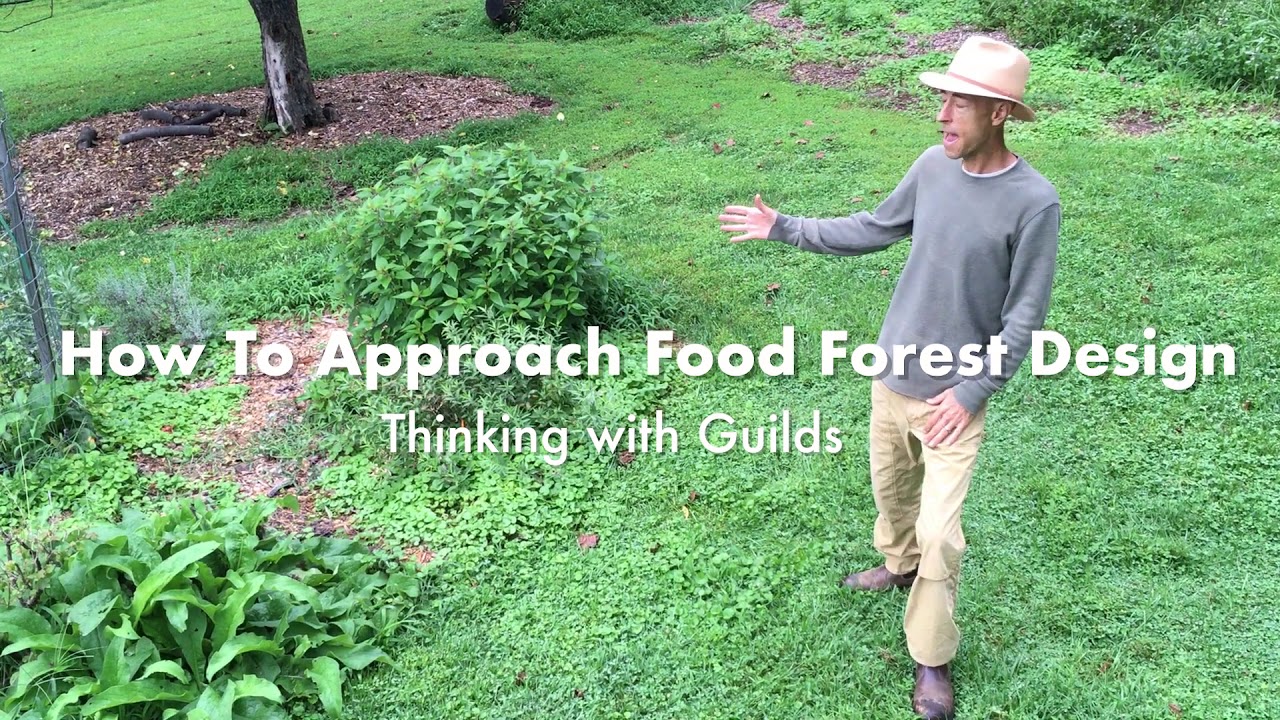 Creating a Food Forest - YouTube