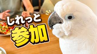 ママを見つめて気付いてほしいゆきまる氏