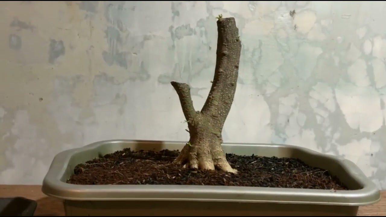 Bahan mame super di jual!! 