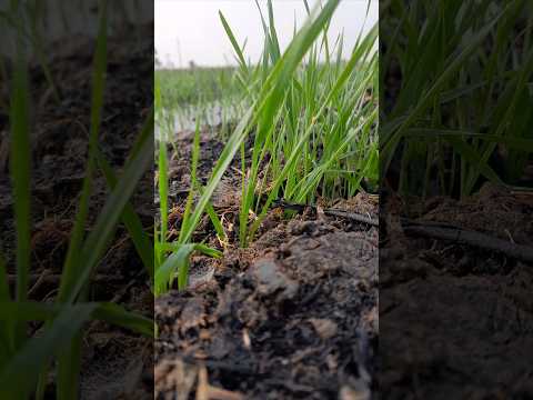 Cinematic photo video || #gehu #rice #youtube