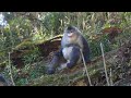 In chinas yunnan province forests provide haven for biodiversity  france 24 english
