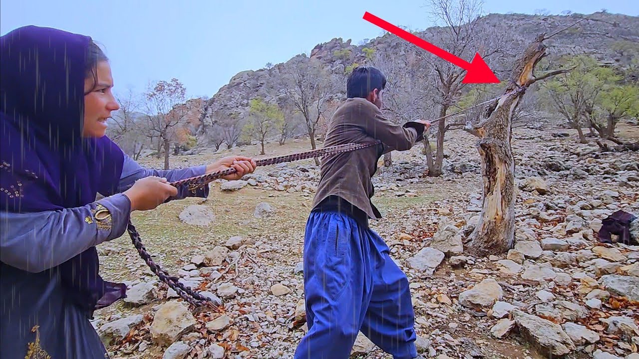 🌧️⚠️ Dangerous mission in heavy rain | Big firewood falls from tree in mountain 🪵🌲🔥